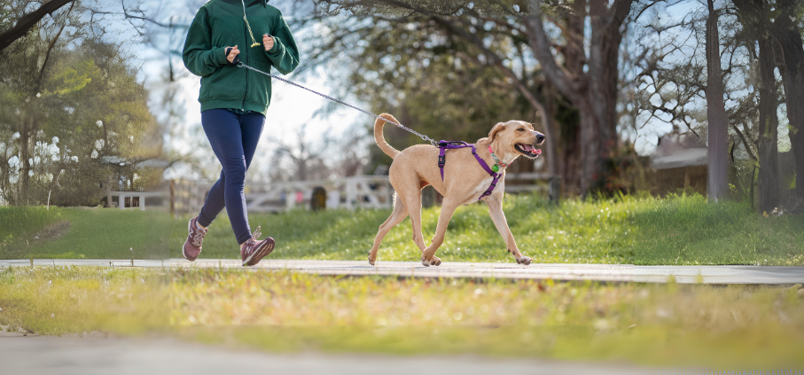 Dogs Taking Humans for a Walk The Surprising Health Benefits of our Canine Companions and the Human Animal Bond Student Blogs